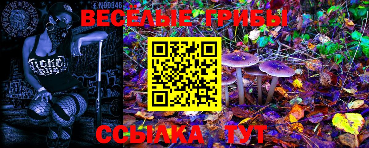 Галлюциногенные грибы Psilocybine cubensis  Вход с VPN  как найти закладки  Галлюциногенные грибы прущие грибы  Ачхой-Мартан 